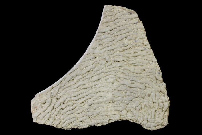 Pennsylvanian, Fossil Microbial Mat - Oklahoma #155966